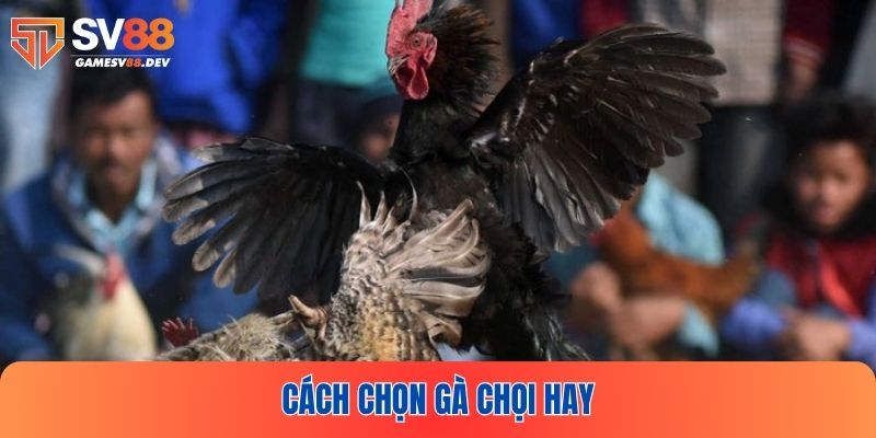 Cách Chọn Gà Chọi Hay