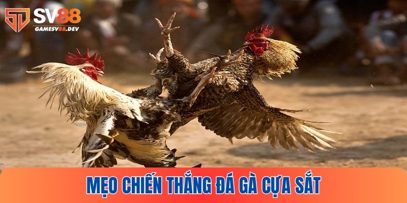 Kinh nghiệm chơi đá gà cựa sắt cực đỉnh