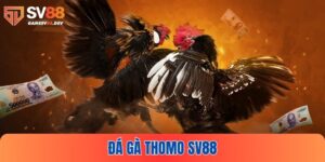 Đá gà thomo