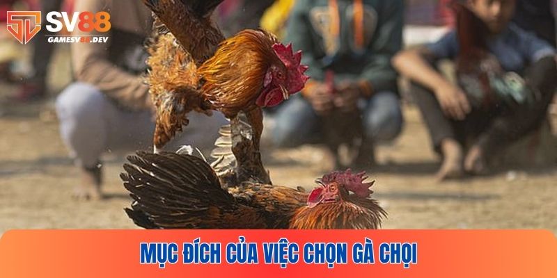 Phân tích lý do cần phải chọn gà chọi kĩ càng
